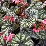 2 Live Begonia Angel Wing Maculata Set, Size 5-9 Inch Tall, Summer Polka Dot Begonia Plants, Indoor Outdoor Decorative Houseplants