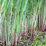 10 Live Lemon Grass Plants for Outside, Lemongrass Plants Live, No Pot, Well Rooted, Trim Back, Fresh Fragrant Lemon Grass Stalks Plants for Outside Live