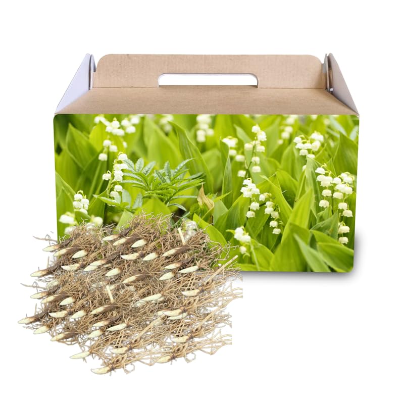 10 Lily of the Valley Bulbs, Fragrant Spring Flowers, Hardy Perennial Plant for Shade Gardens
