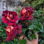 Rose Live Plant, Roses Flower Plant, Fragrant Flower for Planting, 4-6 Inches Tall, Bush Shrub Plants, Well Rooted, Ready to Grow (Orange Rose)