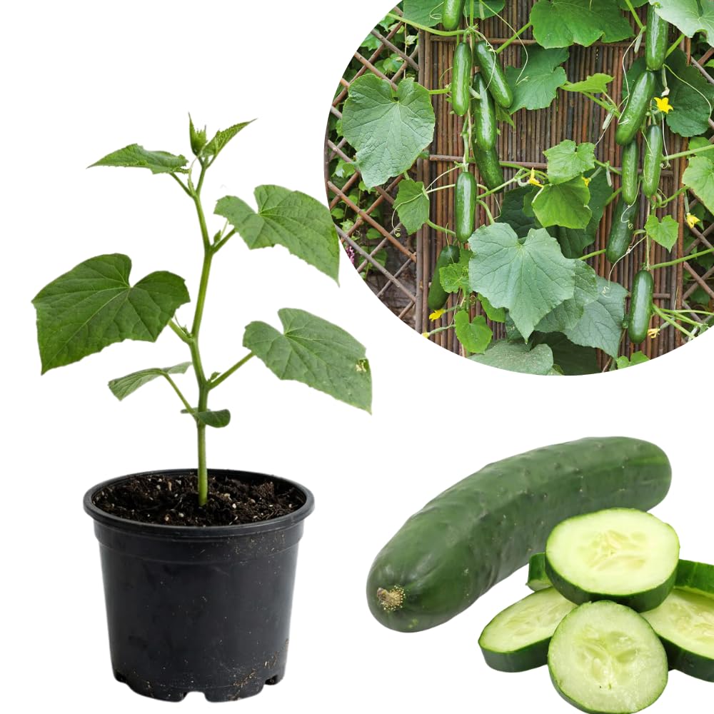 Marketmore Cucumber Live Vegetable Plant in Pot for Outdoor Gardens