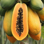 Live Papaya Tree Plant, Starter 5–10 Inch, Sweet Tropical Fruit Variety in 4” Pot, No CA