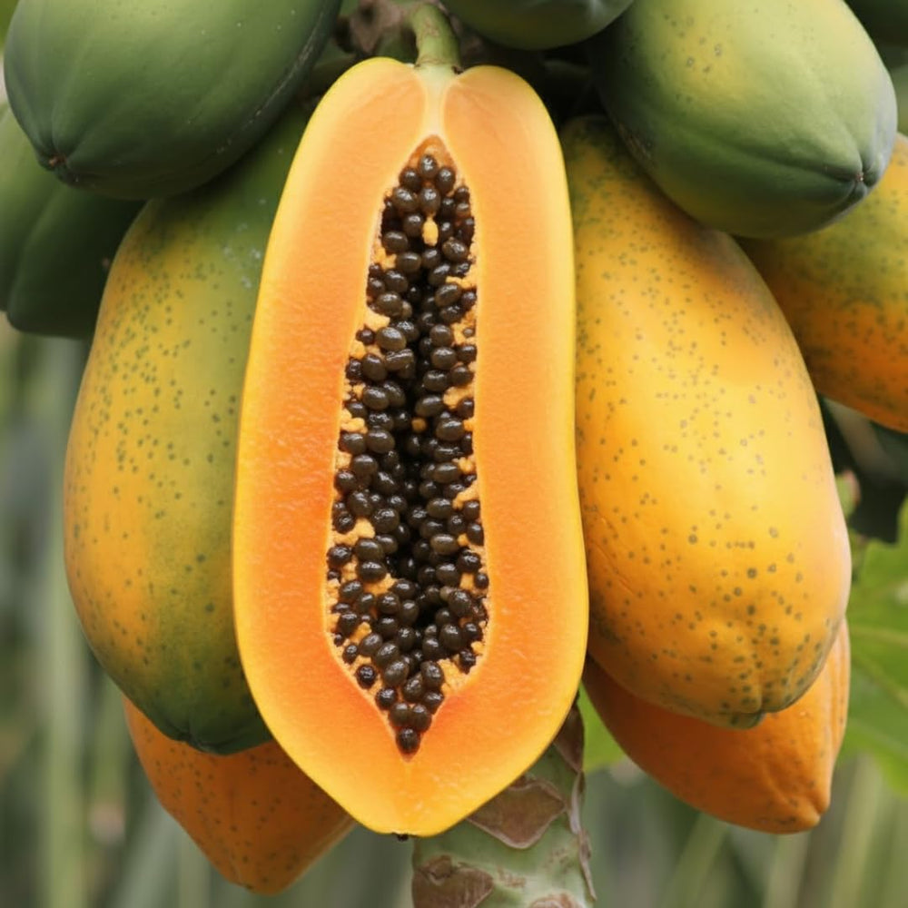 Live Papaya Tree Plant, Starter 5–10 Inch, Sweet Tropical Fruit Variety in 4” Pot, No CA
