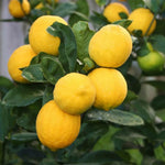 Meyer Lemon Tree Live Plant, Citrus Starter Plant 2-4” Tall in 4” Pot, Fragrant Yellow Citrus Tree