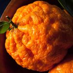 Golden Late-Season Mandarin Tree Live Plant Grafted 2-3 Feet, Fast-Growing and Bear Fruit for Citrus Garden Outdoor Planting Zones 9-11