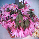 Pack of 2 Pink Easter Cactus Plants, Holiday Cactus Flower Plant Succulent, Size 4 to 7 Inch, Without Pot, Easter Cactus Live Plant