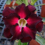 Pack 2 Red Desert Rose Plants Live, Hardy Adenium Obesum Succulent, Vibrant Blooms for Indoor and Outdoor 4-7 Inch