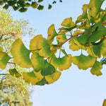 Ginkgo Live Plant, 3-6 Inch Tall