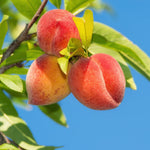 of Georgia Peach Tree Plant Live, Fruit Tree Plant, 1-2 Ft Tall