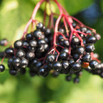 2 Black Elderberry Live Plants, Bare Root Berry Plant, 10-12 Inch Tall