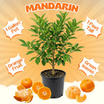 Satsuma Mandarin Fruit Tree Live Plant, Citrus Mandarin Tree in 1 Gallon Pot, Edible Fruit Plant, Compact Fruiting Tree for Garden