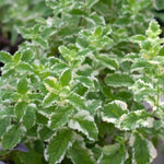 Live Pinapple Mint Plant, Mint Herb Plant, 4 Inch Pot for Planting