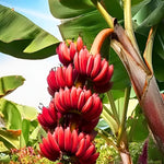 Banana Plant Live, Red Banana Tree Live Plant, Hardy Banana Fruit Seedling 4 to 8 Inch Tall, Indoor Outdoor