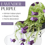 Purple Lavender Plant Live, Live Lavender Plants for Outside, Lavandula Starter Plant in 4 Inches Pot, Fragrant Plant for Indoor Outdoor Planting