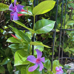 Purple Mandevilla Plants Live, Mandevilla Flower Live Plants, Live Mandevilla Vine Plant, 9 to 11 Inc Tall