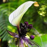 White Bat Tacca Plant in 4 Inch Pot, Indoor Plant with White Flowers, Perfect for Houseplant