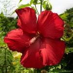 Hibiscus Tree Live Plants for Outdoor Planting, Vibrant Blooms, Size 5-9 Inc in Tall, Dormant in Winter, Spring Fast-Growing (Red)