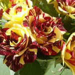 Deep Red and Yellow Striped Climbing Rose Live Plants Bushes Fragrant Well Rooted - No Leaf - Cut Back for Planting, No Pot, 5-9" Tall