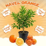 Navel Orange Tree Live Plant, Citrus Fruit Plant in 1 Gallon Pot, Sweet Orange Fruit Tree for Indoor Outdoor Gardening