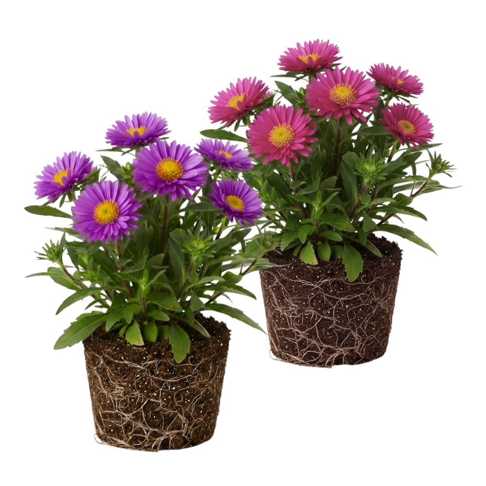 Set 2 Aster Plants Live, Asters Perennial Live Plants, Multicolor Blooms, 5 to 7 Inches Tall, Ideal for Indoor Outdoor Gardening