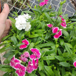 Set 4 Mixed Dwarf Dianthus Perennial Plants Live, Dianthus Live Plants for Outside Planting, Pink White Red Dianthus Color, Dianthus Flower Plant Live, Zones 3 to 9