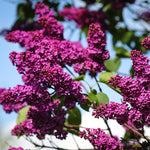 Fragrant Common Lilac Plant in 4 Inch Pot, Hardy Flowering Lilac Shrub, Fragrant Purple Blossoms