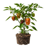 Set 2 Pepper Plants Live for Planting, Pepper Plant, 4-6 Inc Tall, Live Vegetable Plants for Indoor Outdoor Growing (Variegated Chocolate Cherry Peppers)