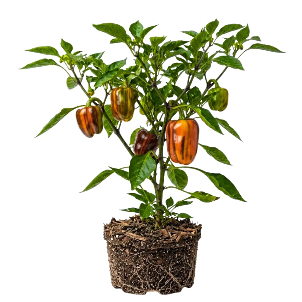 Set 2 Pepper Plants Live for Planting, Pepper Plant, 4-6 Inc Tall, Live Vegetable Plants for Indoor Outdoor Growing (Variegated Chocolate Cherry Peppers)