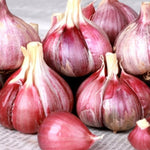 4 Red Garlic Bulbs for Planting XL Jumbo Size in Spring, High Yield Hardneck Garlic Cloves Seeds, Fresh, Cold Hardy and Fast Growing, Various Varieties