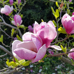 Magnolia Tree Live Plant 6 to 12 Inch Height, Fragrant Magnolia Plant Live to Grow, Magnolia Bush Flowers (Saucer Magnolia)