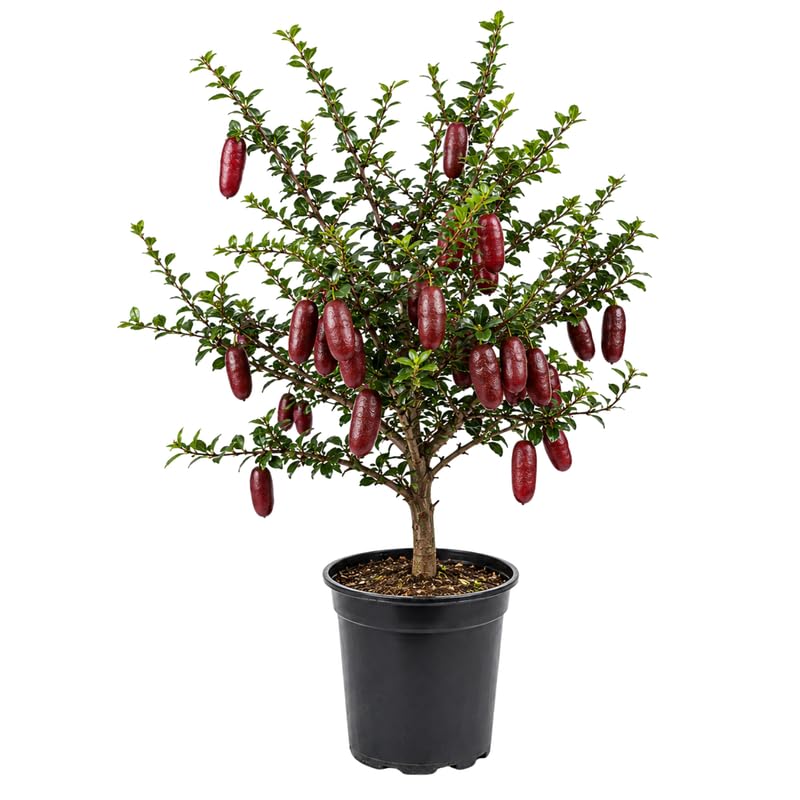 Finger Lime Citrus Tree Live in 1 Gallon Pot, Rare Lime Fruit Tree for Patio, Container Garden and Outdoor Growing, 1-2 Feet Tall