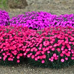 Set 10 Mixed Dwarf Dianthus Perennial Plants Live, Dianthus Live Plants for Outside Planting, Pink White Red Dianthus Color, Dianthus Flower Plant Live, Zones 3 to 9