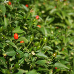 2PPP Chiltepin Pepper Plants Live, Hot Chili Pepper Plants, 4-7'' Tall