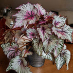 Fire Begonia Plant Live 4-6 Inches, Starter Begonia Well Rooted, Colorful Foliage Plant for Indoor Decor and Patio Pots