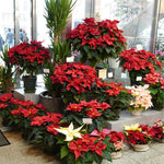 2 Multi Varieties Poinsettia Plants Live, Random Poinsettia Flowers for Holiday Christmas Gift, Decoration Houseplant 5-10" in Tall, No Pot