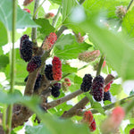 Illinois Mulberry Tree Live Plant for Planting 5 to 8 Inch Tall, Everbearing Mulberry Bush Live Plant, Black Mulberry Plant Live, Mulberries Fruit