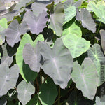 Set 2 Black Colocasia Elephant Ear Plants Live 4–7 Inches Tall, Tropical Foliage Plants for Outdoor Garden, Large Leaf Plants for Patio, Containers or Landscape