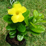 Set of 2 Mandevilla Plants Live, Yellow Mandevilla Flower Plants, 4 to 6 Inches Tall, Mandevilla Well Rooted, Live Mandevilla Plant Outdoors