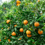 Fragrant Clementine Tree Live Plant, Citrus Fruit Tree in 1 Gallon Pot, Sweet Mandarin Orange Plant for Patio Container Garden, Zones 9-11
