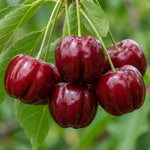 Set of 3 Acerola Cherry Trees Live Plant, 5-10 Inch Tall Tropical Fruit Plants, No Pot, Outdoor Cherry Plant in Spring, Cold Hardy