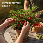 Set 150 Pequin Chili Pepper Seeds, Pepper Plants Live for Planting, Hot Peppers Seed, Vegetable Seeds for Indoor Outdoor Garden