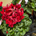 Set of 2 Cyclamen Plants Live, Hardy Cyclamen Plants, Vibrant Blooming Houseplant, 4 Inch Pot for Planting (Red)