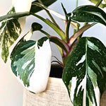 Philodendron Plant, Rare Houseplant Live Plant 5-9" Tall Grow Well in Indoor (White Philodendron)