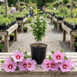 Pink Live Rose of Sharon Plant, Althea Flowering Shrub, 6-13 Inch Tall