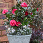 Pink Camellia Live Plant, 10-12 Inch Tall Camellia Japonica in 4" Pot, Flowering Shrub for Indoor or Outdoor Planting