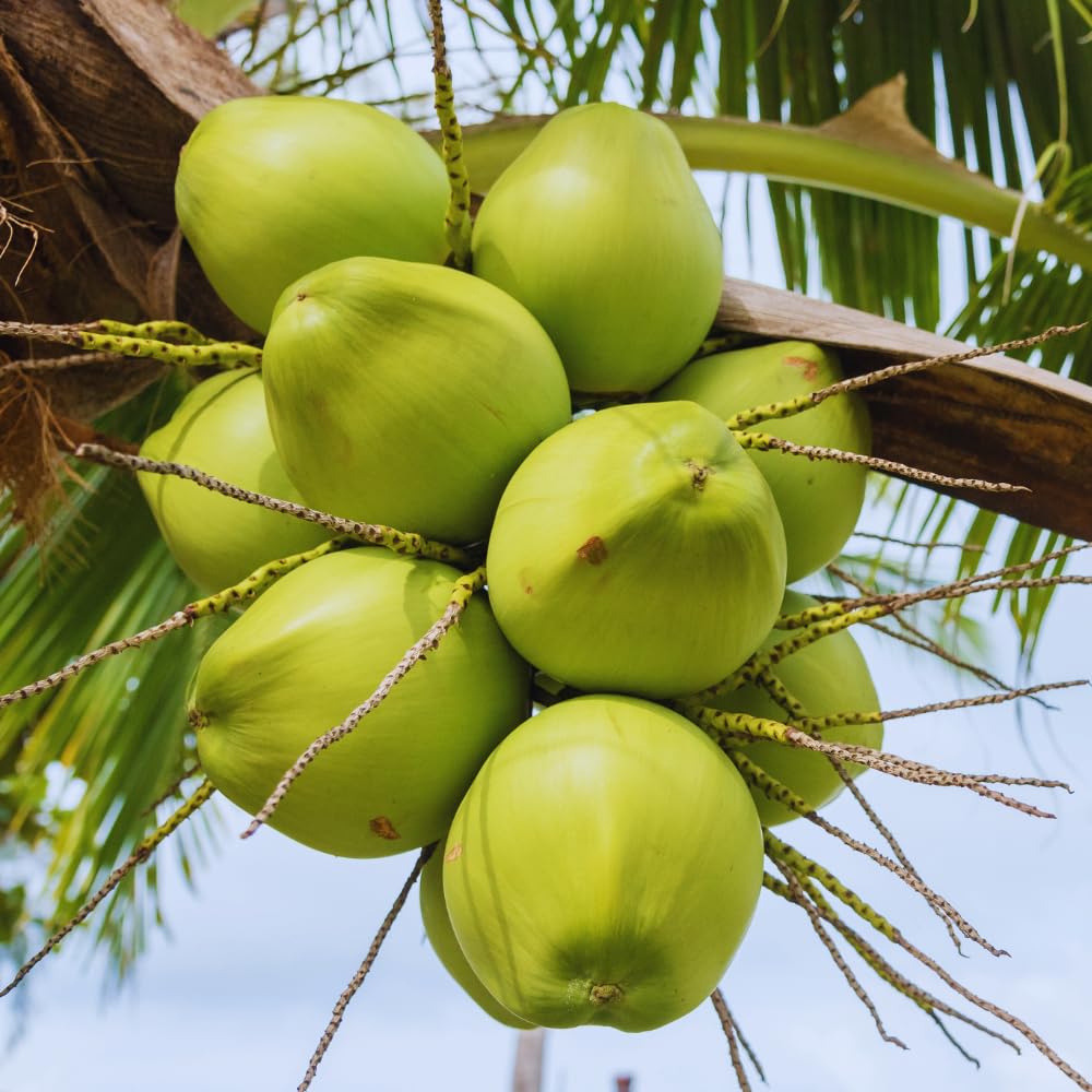 Sprouted Green Coconut Plant Tree, 6 to 8 Inc Long, Coconut Tree Live Plant