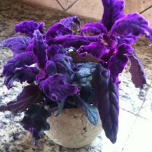 2 Gynura Purple Passion Plants Live, 4 to 8 Inches Tall, No Pot, Vibrant Purple Foliage, Ready for Indoor or Outdoor Growing