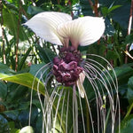 White Tacca Plants Live in 2 Inch Pot, White Bat Flower Well Rooted for Planting Indoor Outdoor, Ornamental Houseplant