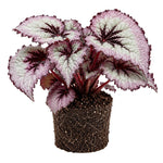 Fire Begonia Plant Live 4-6 Inches, Starter Begonia Well Rooted, Colorful Foliage Plant for Indoor Decor and Patio Pots
