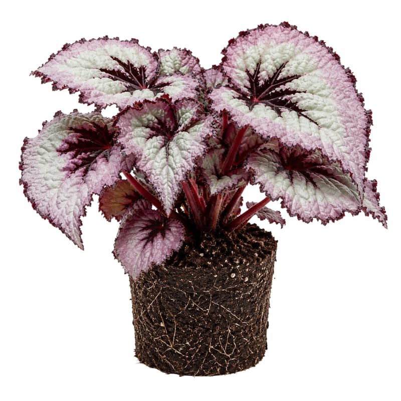Fire Begonia Plant Live 4-6 Inches, Starter Begonia Well Rooted, Colorful Foliage Plant for Indoor Decor and Patio Pots